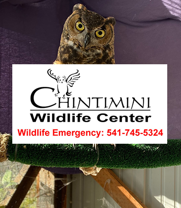 Chintimini Wildlife Center